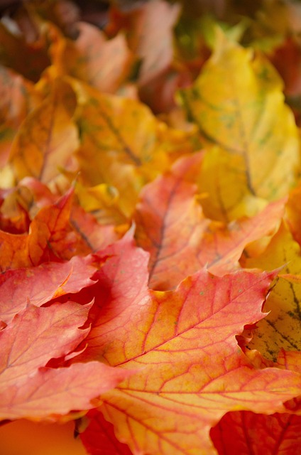 Blätter, Laub, Ahorn, Herbst