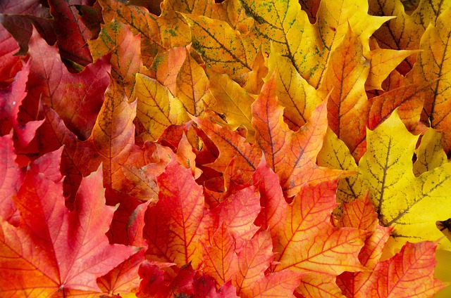 Blätter, Laub, Ahorn, Herbst