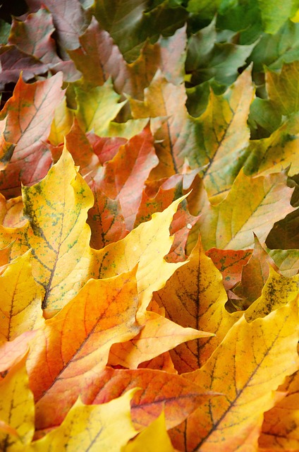 Free Leaves Foliage photo and picture