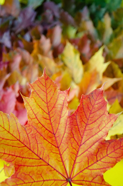 Free Leaves Foliage photo and picture