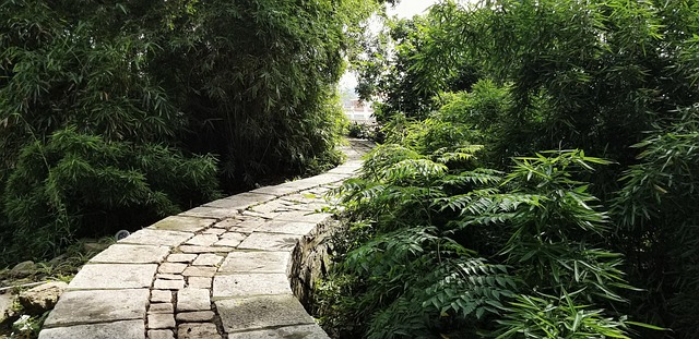 Free China Bamboo photo and picture