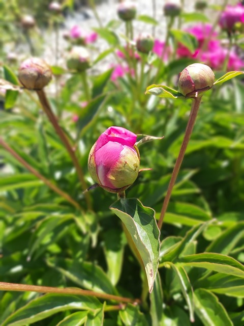 Free Peony Peonies photo and picture