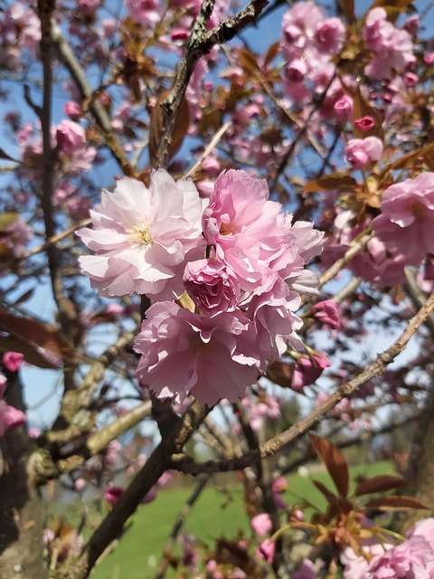 Free Flowers Magnolias photo and picture