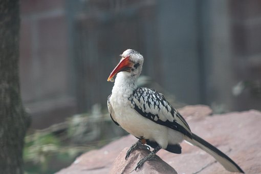 710 Gambar Burung Enggang HD