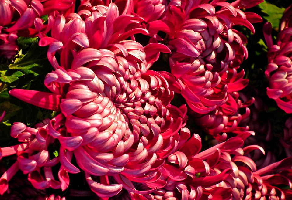 Bouquet Chrysanthèmes Rouges Artificiels – 30,5 Cm – Soie Résistante – Pour Décoration Maison, Fête, Cimetière - 5