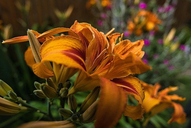 Free Flower Hemerocallis photo and picture