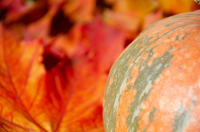 Free Pumpkin Leaves photo and picture