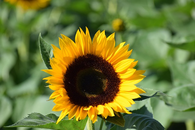 Free Flower Sunflower photo and picture