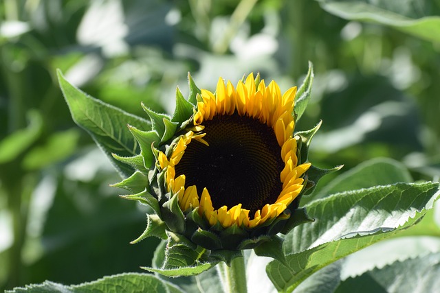 Free Sunflower Flower photo and picture