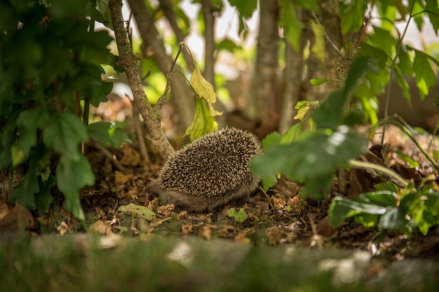 Animal, Erizo, Mamífero, Especies
