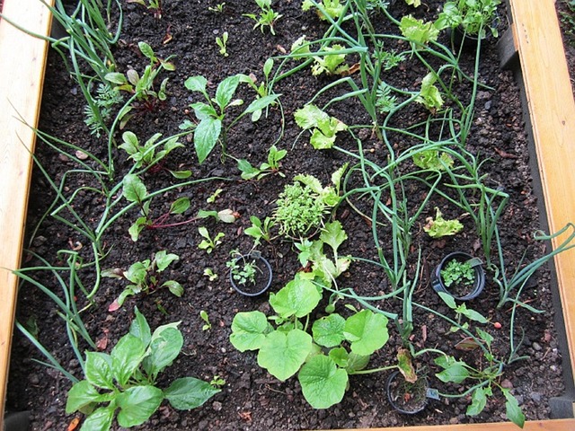 Free Bed Garden photo and picture