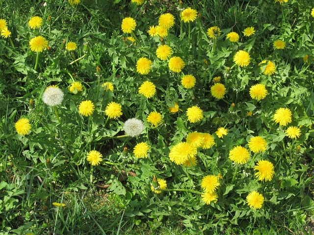 Free Flower Meadow photo and picture