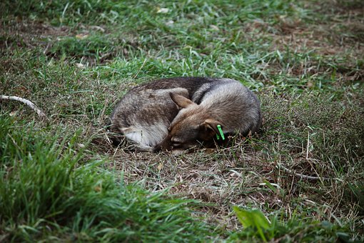 Free Animal Dog photo and picture