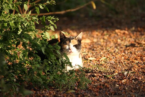 Free Animal Nature photo and picture