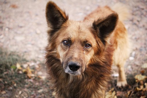 Free Animal Dog photo and picture
