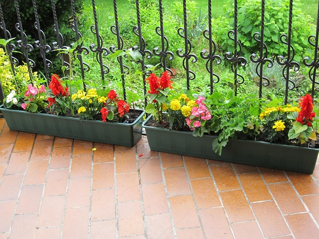 Free Flower Blossom photo and picture