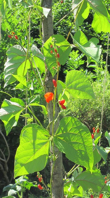 Free Beetle Bean Plant photo and picture