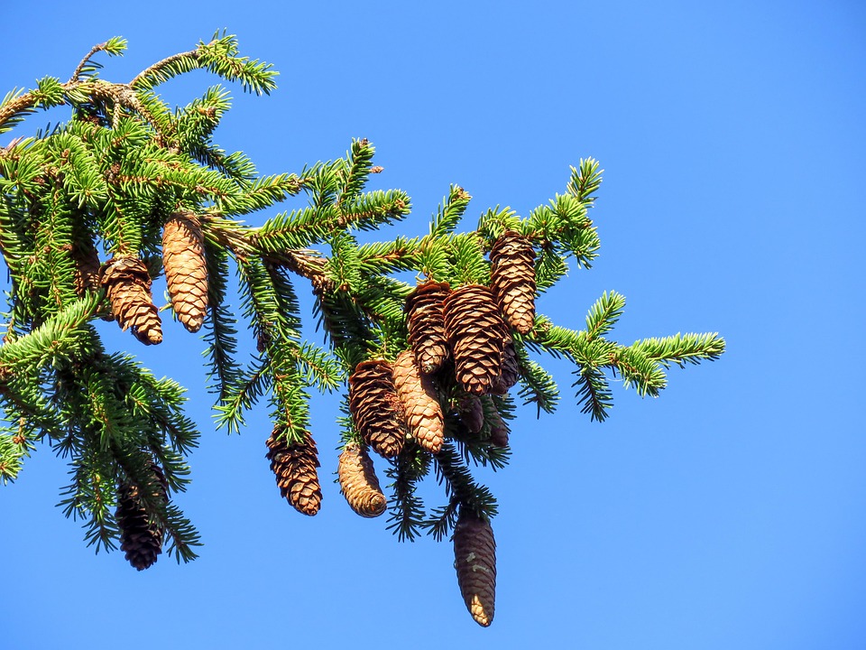 Árvore Abeto Cones - Foto gratuita no Pixabay - Pixabay
