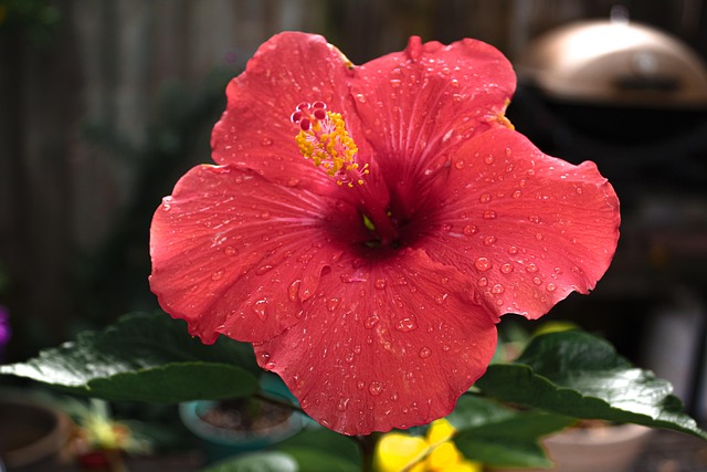 Free Red Flower Hibiscus photo and picture