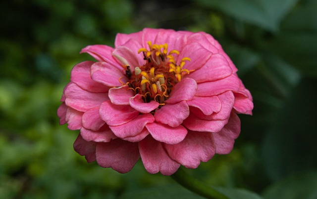 Free Zinnia Flower photo and picture