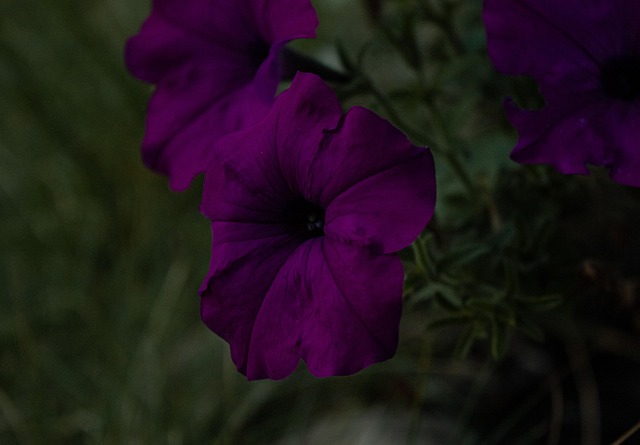Free Petunia Purple Flowers photo and picture
