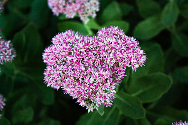 Free Sedum Stonecrops photo and picture