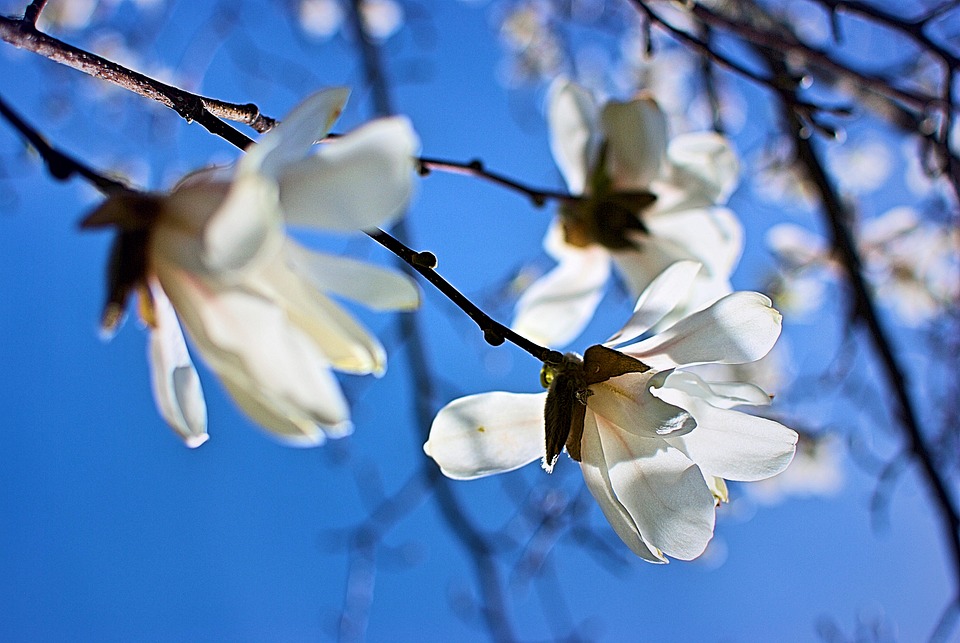 Flowering Dogwood Flowers Branch Free photo on Pixabay