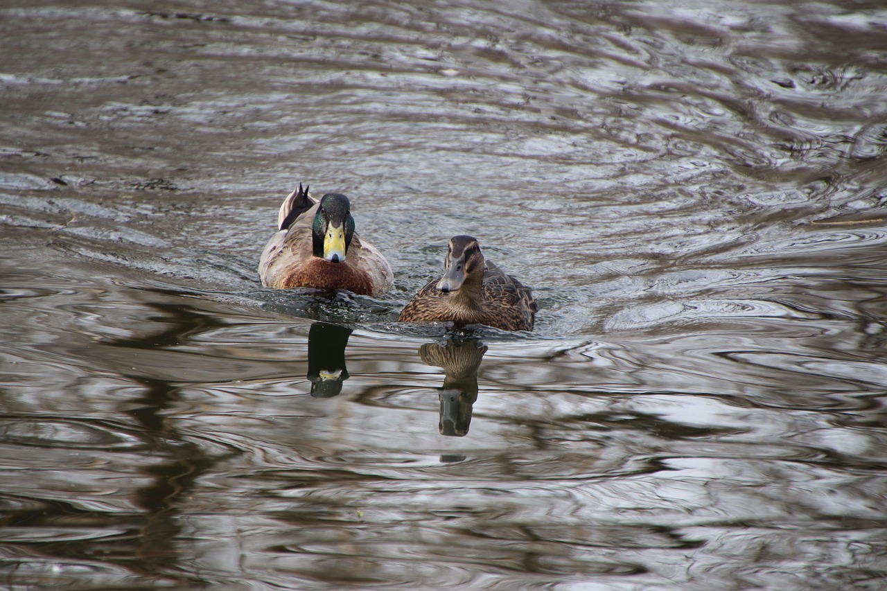Birds Ducks Ornithology - Free photo on Pixabay - Pixabay