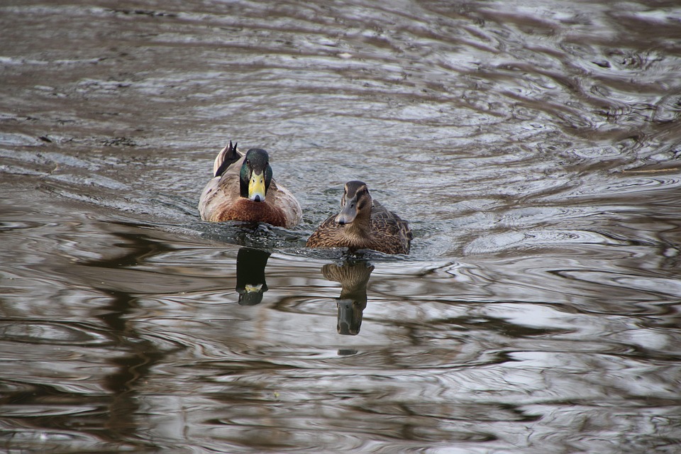 Birds Ducks Ornithology - Free photo on Pixabay - Pixabay