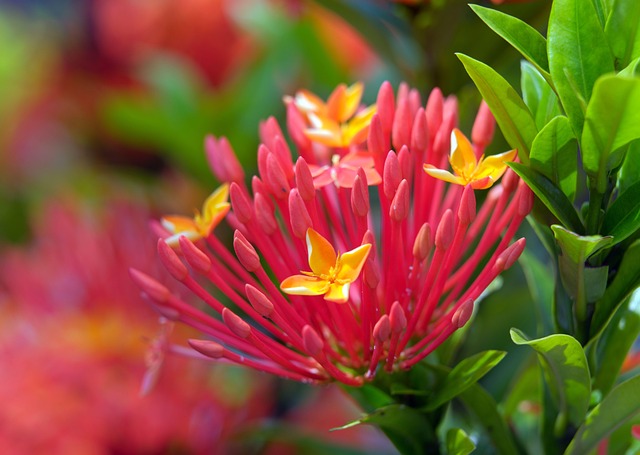 Kinesisk Ixora, Blomst Baggrund