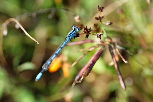 Free Dragonfly Insect photo and picture