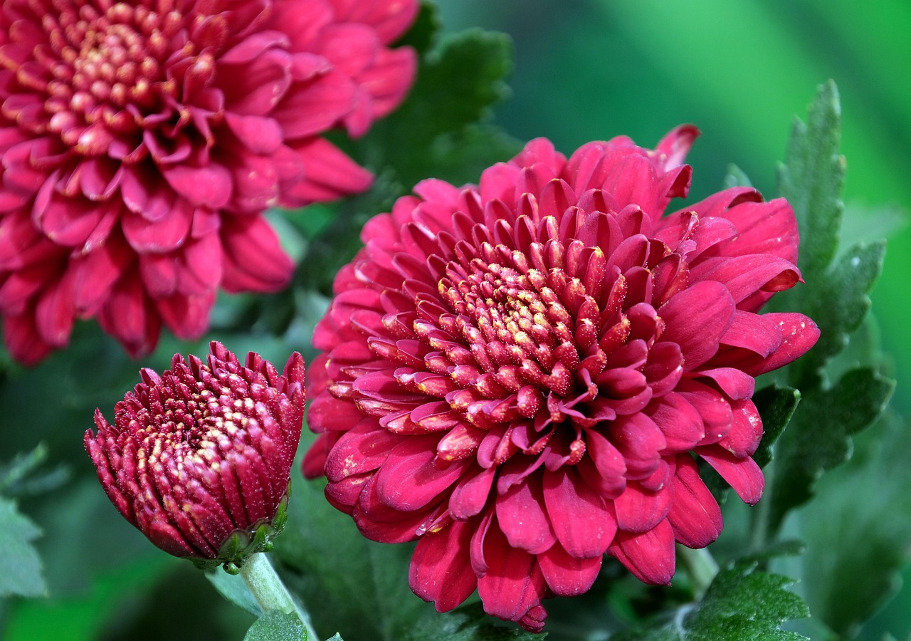 Send Chrysanthemum Flowers At Sarah Fox Blog Send Chrysanthemum Flowers At Sarah Fox Blog