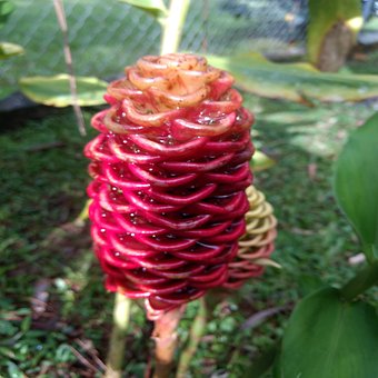 Free Exotic Flower photo and picture
