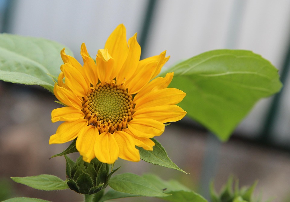 Sunflower Flower Yellow - Free photo on Pixabay - Pixabay