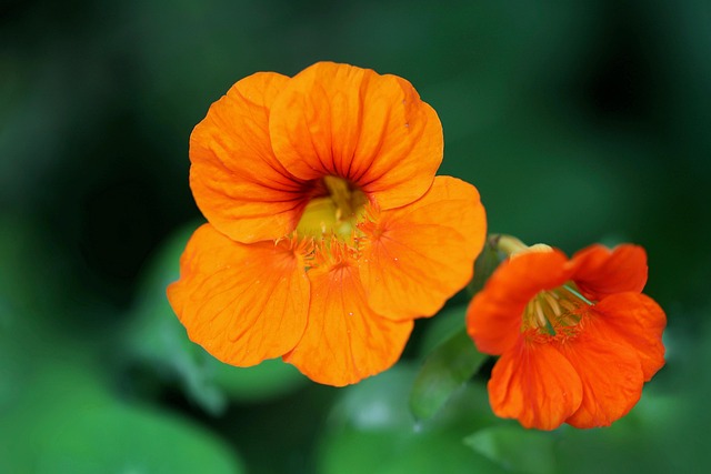 Nasturtier, Lægeplante, Aromatiske Urter