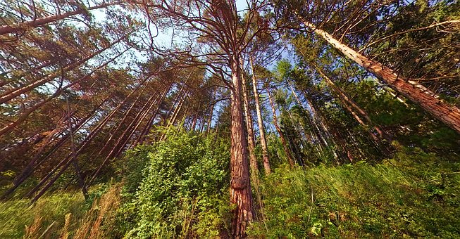 Free Baikal Trees photo and picture