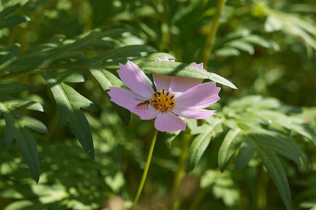 Kosmos Pinke Blume Garten Kostenloses Foto auf Pixabay Pixabay