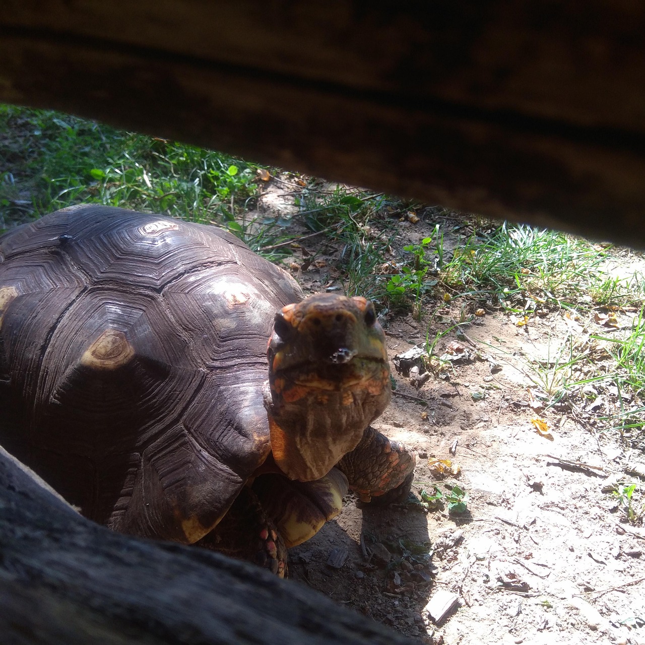 カメ 動物 シェル - Pixabayの無料写真 - Pixabay
