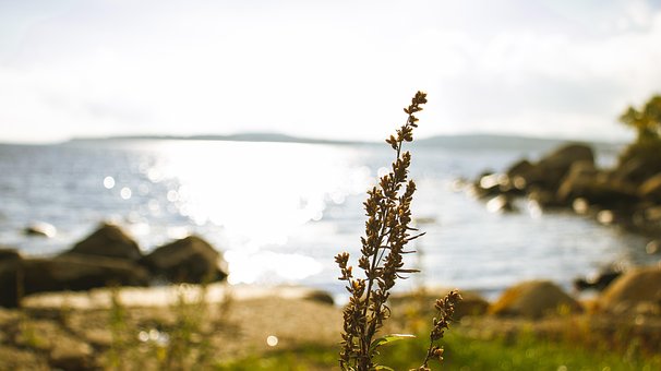 Meer, Ozean, See, Seeufer, Strand, Natur