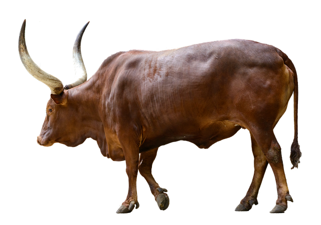 Free buffalo cattle bull illustration