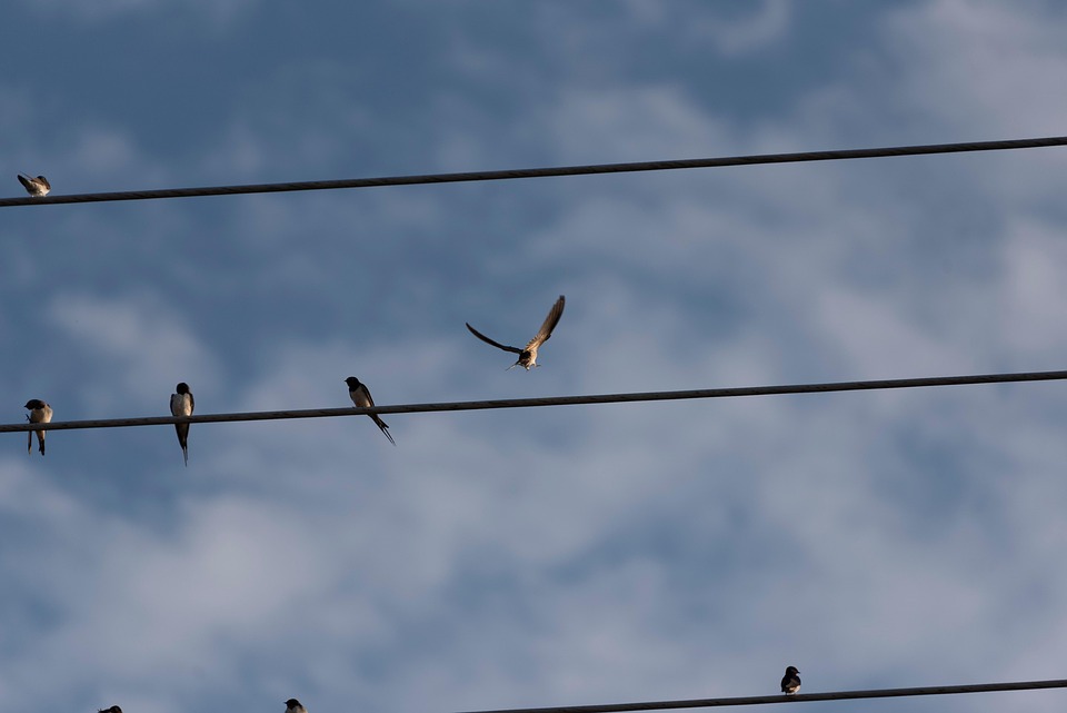 Swaallow Typical Swallows Bird Autumn - Free photo on Pixabay - Pixabay