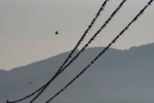Swaallow 700+ Free Swallows & Nature Photos - Pixabay