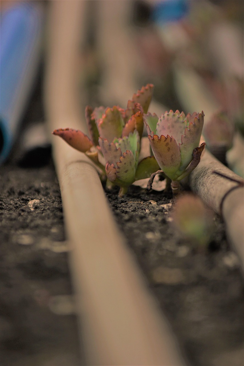 Mother Of Thousands Plant Pipes - Free photo on Pixabay - Pixabay