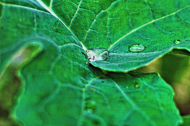 Free Leaf Ants photo and picture