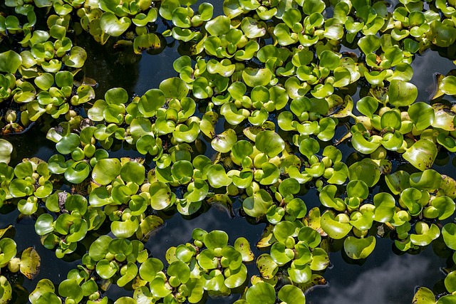 Free Pond Aquatic Plants photo and picture