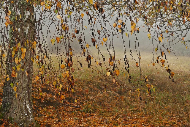 Free Fog Birch photo and picture