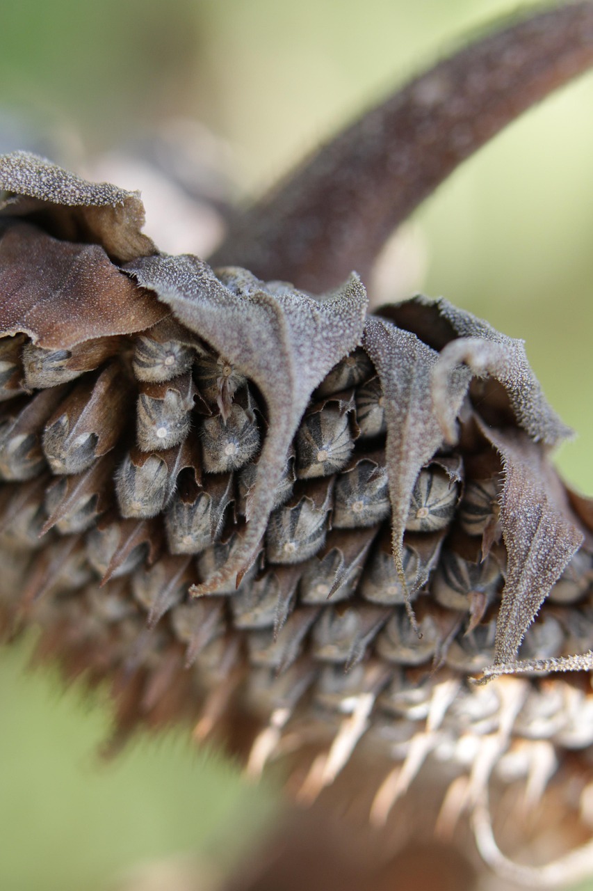 Sunflower seeds dried free photo on pixabay pixabay