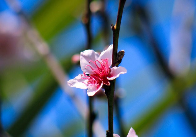 Free Flower Pink Flower photo and picture