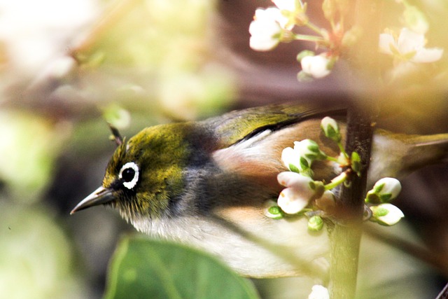 Free Wings Bird photo and picture