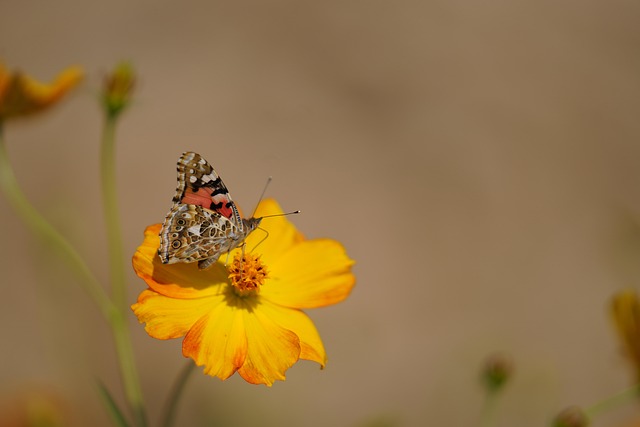 Free Butterfly Yellow Flower photo and picture
